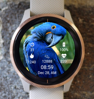 Garmin Watch Face - Hyacinth macaw