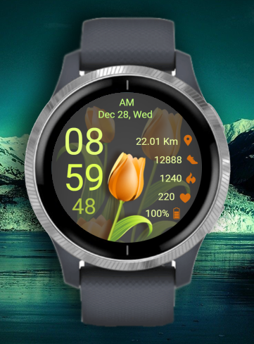 Tulip 02